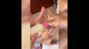 Я РЖАЛ ДО СЛЕЗ  30 Минут ЛУЧШИХ Русских Приколов 2022 №90 Смешные видео - Лучшие Лютые Приколы