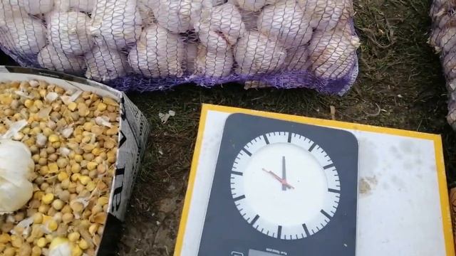 Чеснок Рокамболь осень 2019. Урожай и посадка смотреть онлайн