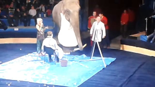 Цирк огромных зверей в Сокольниках ЧАСТЬ 11, номер Слон-парикмахер смотреть онлайн