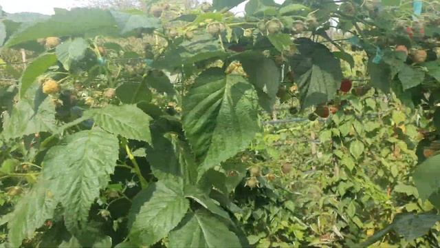 Малина сорт Маравила,плодонашение на 2 октября 2020 года смотреть онлайн