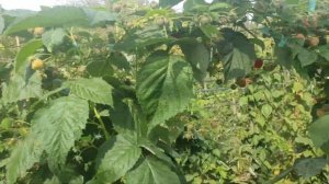 Малина сорт Маравила,плодонашение на 2 октября 2020 года