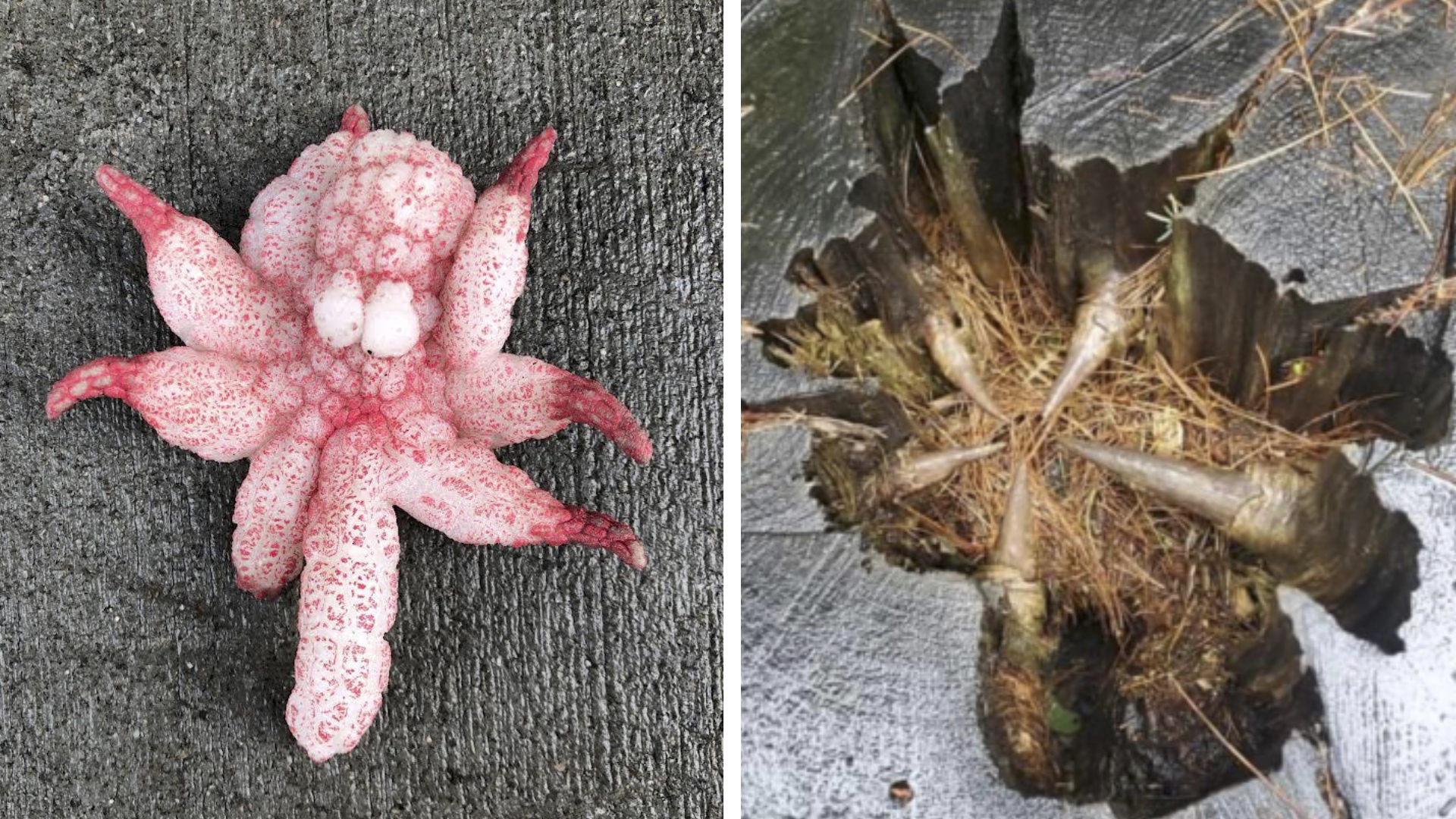 Это что вообще за штуковина?! (3 серия) смотреть онлайн