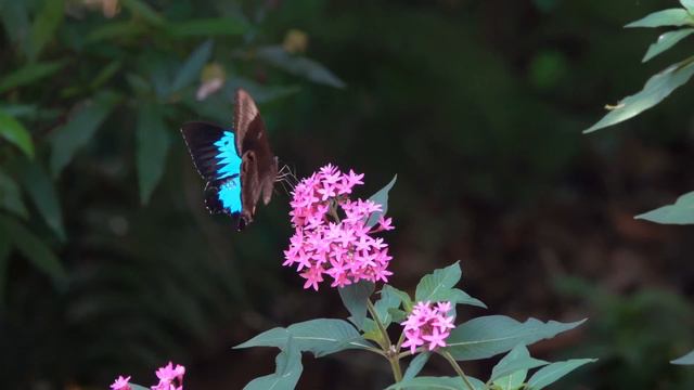 Ulysses Swallowtail feeding on Pentas flowers смотреть онлайн
