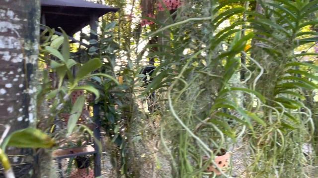 Orchid Garden Update, Morning Blooms, Unbearable Summer Heat & How I keep my Orchids Hydrated смотреть онлайн