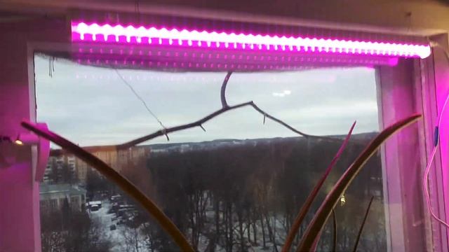 Начало цветения индийского лука, или орнитогаллума смотреть онлайн