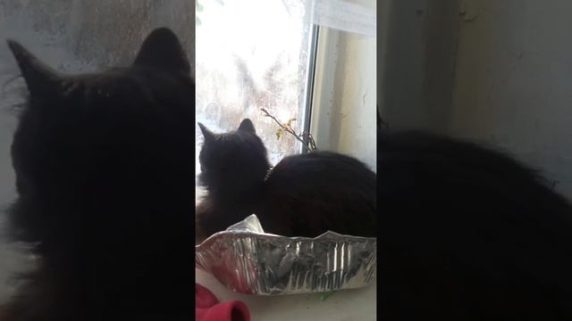 Кошачий диван новой модели в котором лежит котик Вася смотреть онлайн
