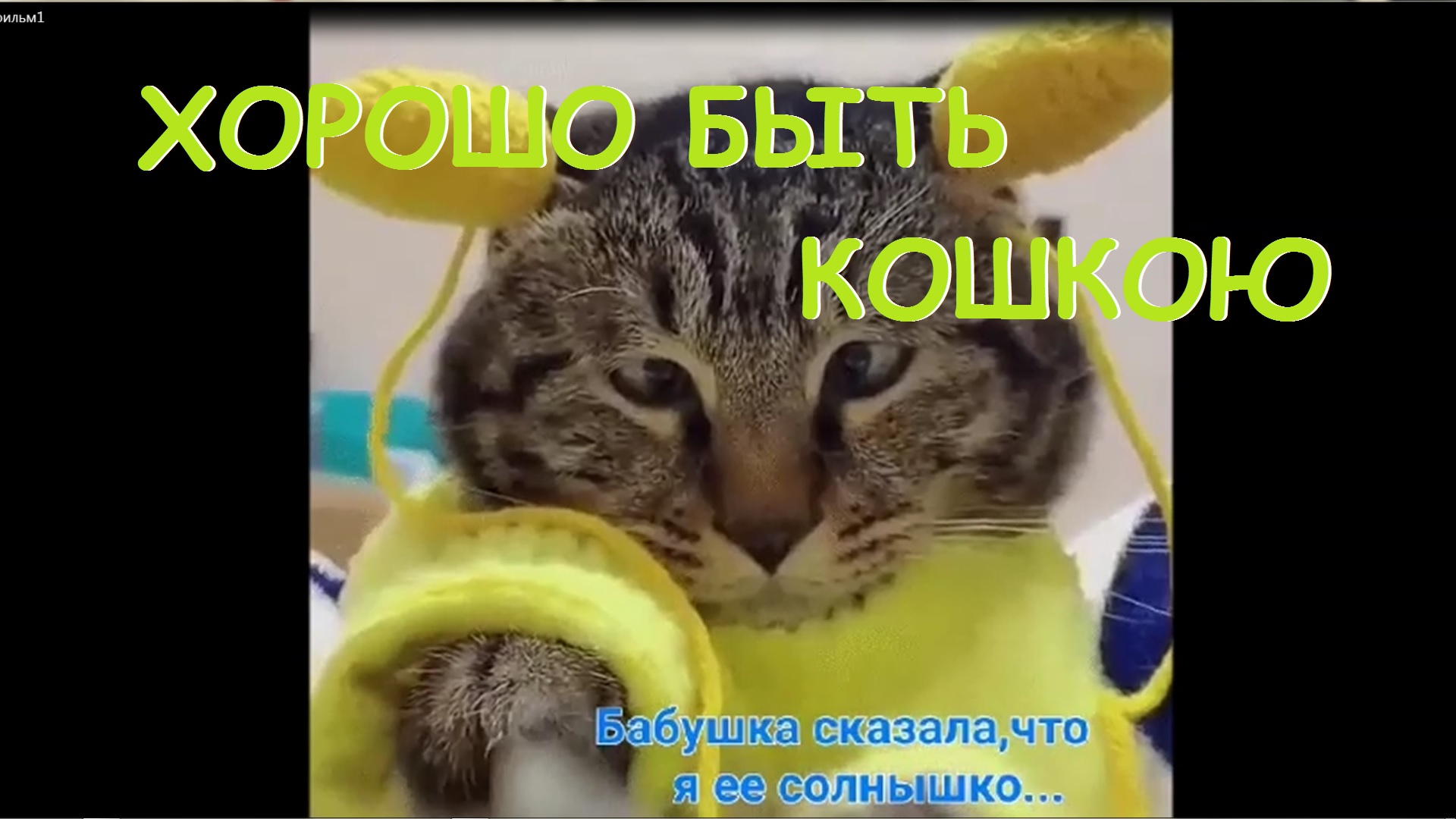 ХОРОШО БЫТЬ КОТЕЙ! КЛАССНЫЕ Кошки, носят, любят смотреть онлайн