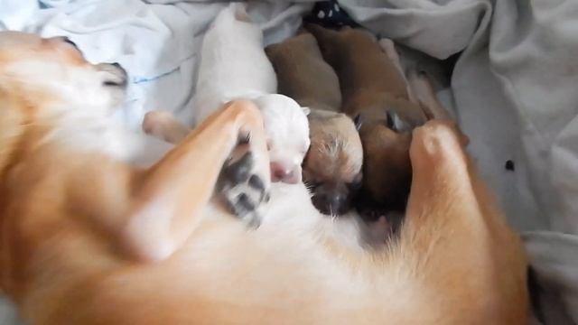 Новорожденные щенки чихуахуа || Newborn chihuahua puppies смотреть онлайн
