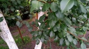 #30.Груша сорт Сказочная