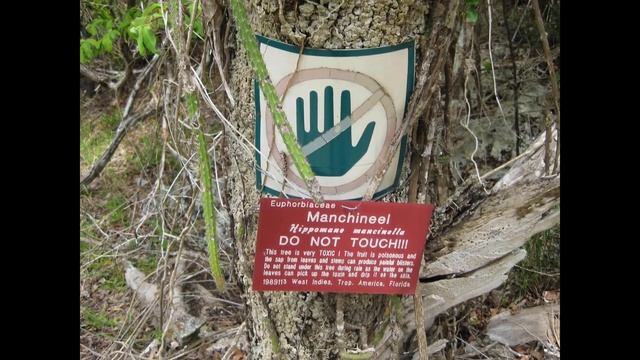 The tree of Death | The manchineel tree | North American toxic tree | Hippomane mancinella смотреть онлайн