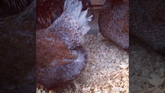 Куры породы барневельдер в моём хозяйстве смотреть онлайн