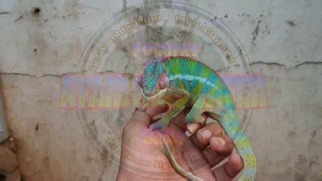 Furcifer Pardalis / Leopard Chameleon 2 смотреть онлайн