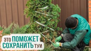 Как и чем укрывать туи на зиму? Подготовка туи к зиме в Сибири