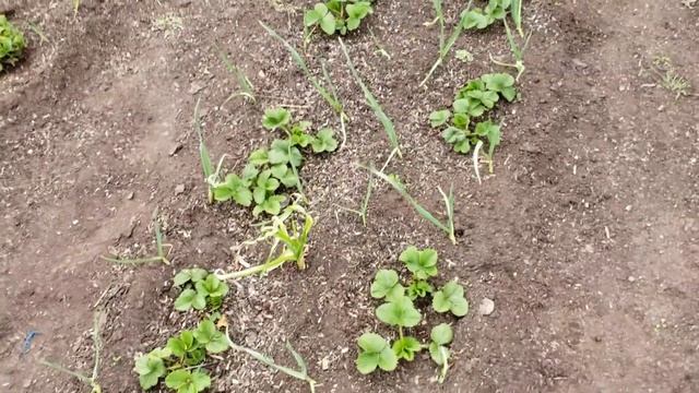 Обзор ремонтантных сортов клубники на моем участке смотреть онлайн