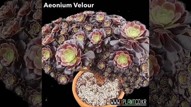 애오니움/블랙캐시미어철화/캐시미어/블랙캐시미어/ Aeonium Velour/모아보기 ❤️ 한국 최대 다육식물 쇼핑몰 ☞ 엑스플랜트 смотреть онлайн