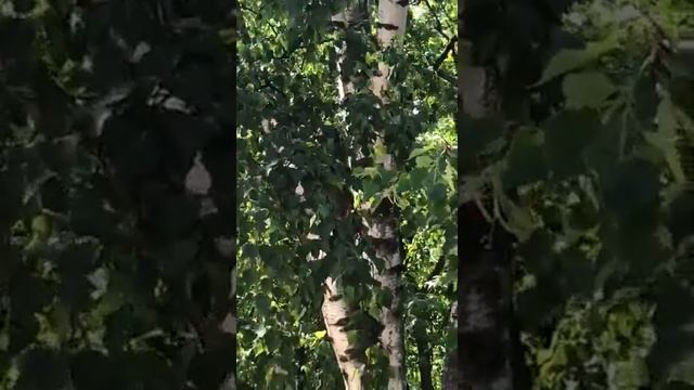 Енот на дереве смотреть онлайн