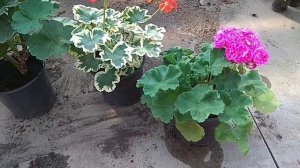 Как правильно поливать герань / пеларгонию ?