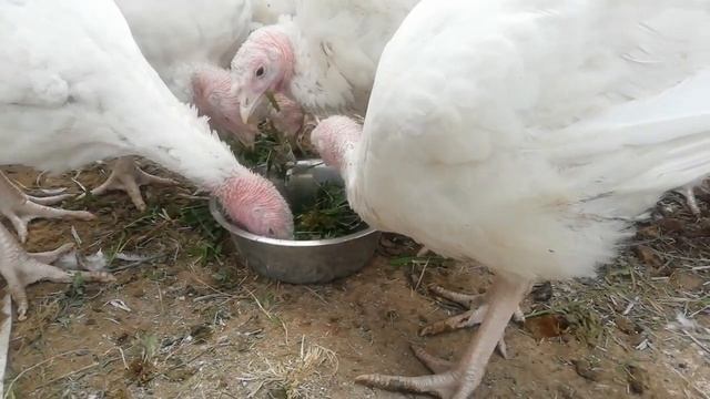 Индюки хайбрид конвертер 2 месяца. Что делать при поносе. смотреть онлайн