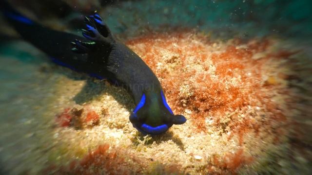 Blue Nudibranch | Blue glaucus | blue dragon nudibranch in 4K Ultra HD смотреть онлайн
