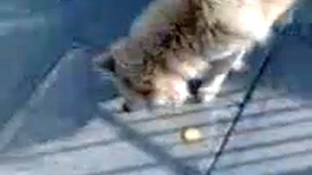 Inteligensia artifisial смотреть онлайн