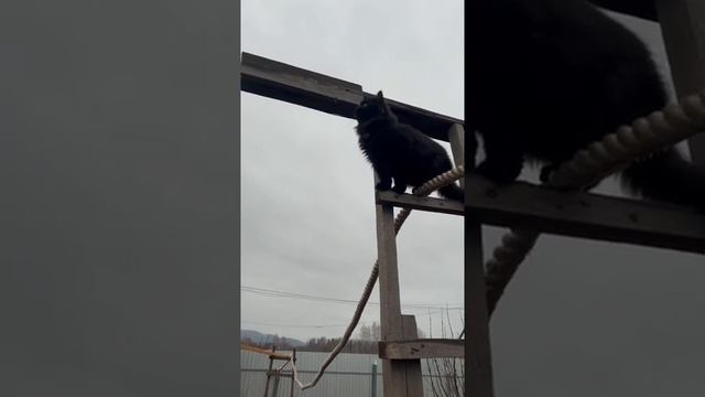 Умный котёнок Черныш 6 месяцев ? #умныйкот