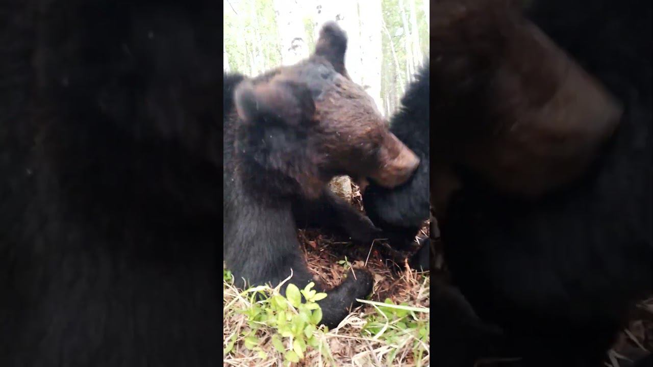 Девчонки молодцы. #медведь #bear смотреть онлайн