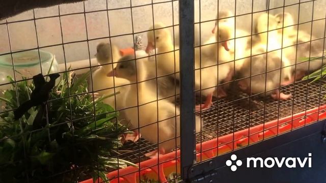 Гусятам 3 дня. Кормление, содержание? смотреть онлайн