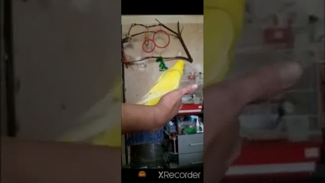 Ожереловый попугай птенец возраст 2 месяца. Прирученный нами смотреть онлайн