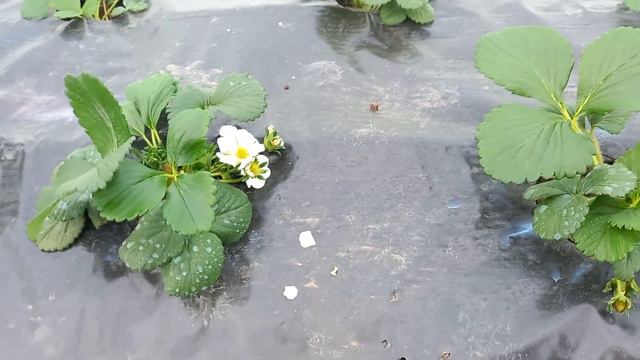 клубника цветет а морозы ночью минус 10 смотреть онлайн