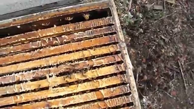 Ошибки пчеловода ! ( слет пчел или улей без пчел в конце сезона ) - часть 1 -  наращивание пчел