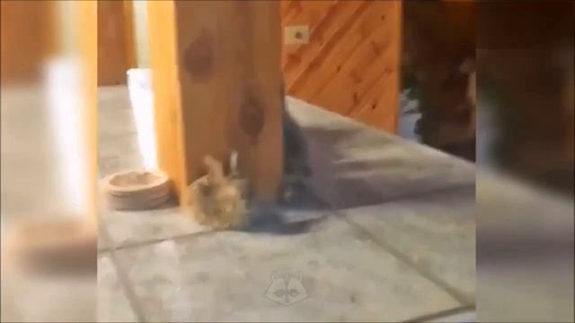 кот и заяц смотреть онлайн