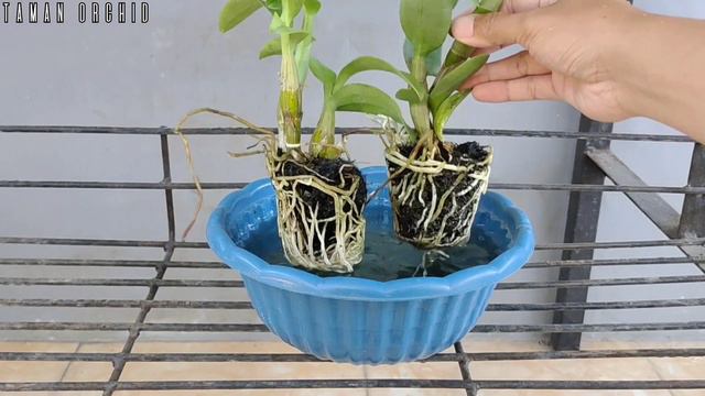 MENANAM ANGGREK DENGAN CARA SIMPEL INI MEMBENTUK AKAR LEBIH CEPAT MERAYAP DAN TUMBUH CEPAT. смотреть онлайн