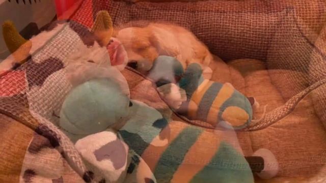 Что нужно купить перед ЩЕНКОМ? смотреть онлайн