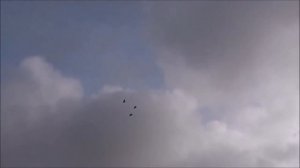 Николаевский полет жаворонка очень редкостный полет современных голубей!