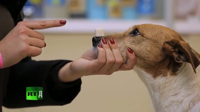 Ветеринарная клиника  Седьмая серия