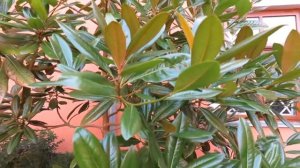 Magnolia grandiflora 'Edith Bogue' šácholan velkokvětý