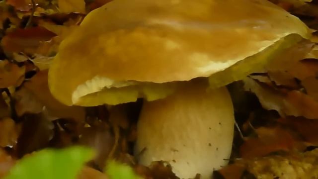 P1000920 LA POESIA Sotto Il PICCOLO FAGGIO