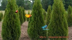 Туя западная Холмструп (thuja occidentalis holmstrup) ? обзор: как сажать, саженцы туи Холмструп