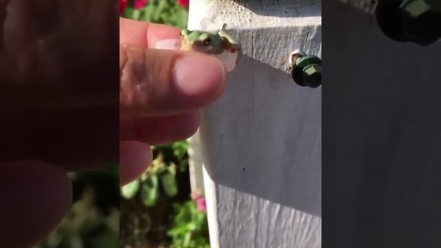 Лягушка пьет воду смотреть онлайн