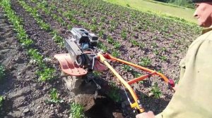 Окучивание картошки мотоблоком.