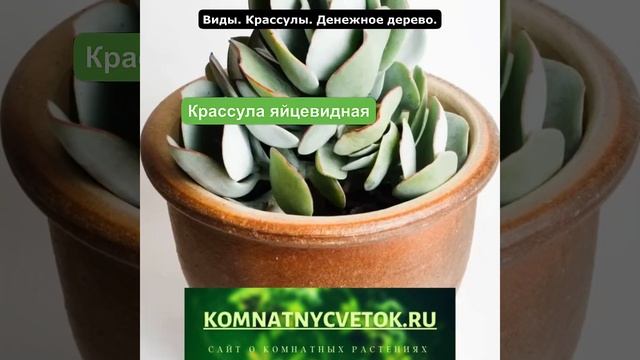 Виды денежного дерева смотреть онлайн