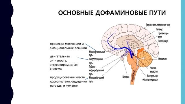 Функциональная анатомия головного мозга | Каракулов Роман смотреть онлайн
