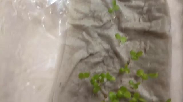 Маргаритки, Рудбекия, Бархатцы - как выращивать дома в тепличках. Мой Личный Опыт смотреть онлайн