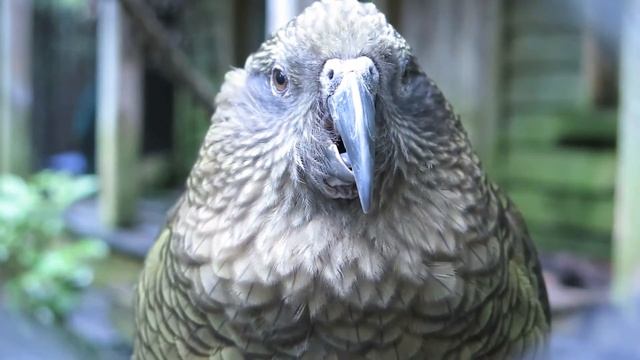 Новозеландский попугай Кеа New Zealand смотреть онлайн