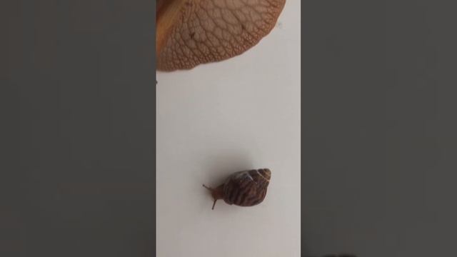 Ахатинки,от яйца до большой улитки?? #ахатины #улитки #домашниелюбимцы #шортс #каналдлядетей