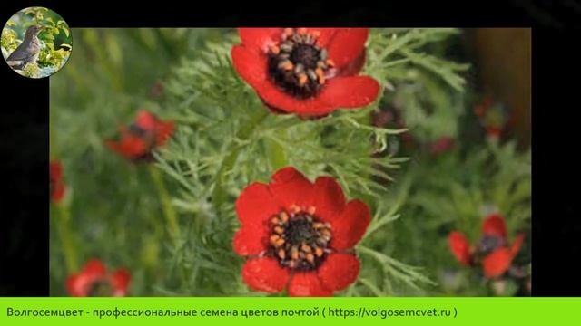 АДОНИС (ADONIS) - Волгосемцвет смотреть онлайн