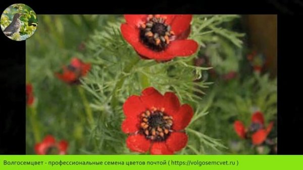 АДОНИС (ADONIS) - Волгосемцвет