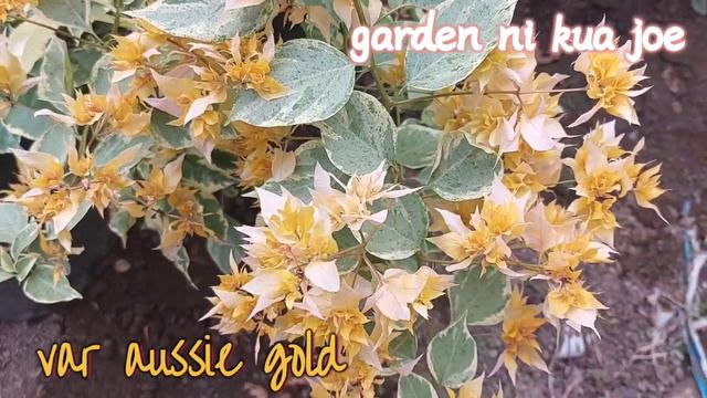 VARIEGATED AUSSIE GOLD TOP RARE BOUGAINVILLEA