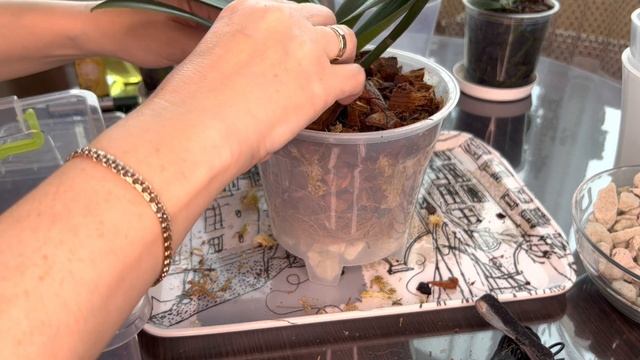 Пересадка Орхидей эффект и результаты покажу смотреть онлайн