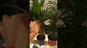 Чем отличается пальма Хамедорея от Дипсиса/ Ареки / Хризалидокарпуса